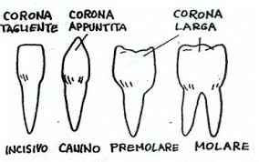 tipi di denti.jpg